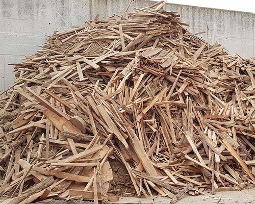 pino forestal