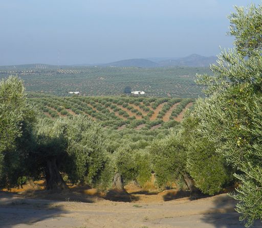 Campo de Olivos