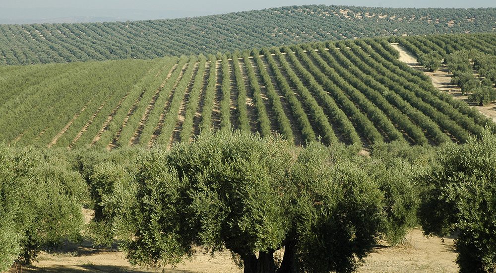 Campo de Olivos